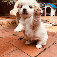 С�Թ�����