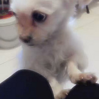 �л����Ĺ���