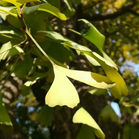 δ��ֻ�������������з��ز��г�