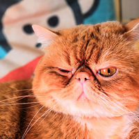 �Ҹо�������һͷ����