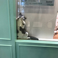 �����ĵ�è��Ц�����ˣ��������2019��