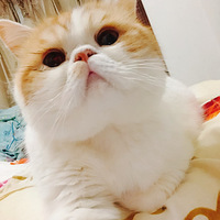 ����������ա�+�����ĵĴ���è