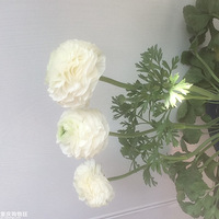 �ֲ���ëݢ��