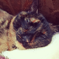 ����������ա�+���������Ҹ�����