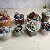 ��Ҷ��������������ϰ����������