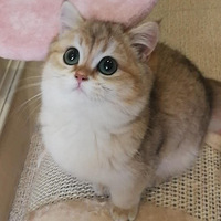 �����Ҽҵ�Сè�䣬û��è֮ǰ��ȫ�벻��è�ж�ɰ���