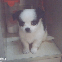 ���ȳ�����ա���һֻ�����˵Ĺ���