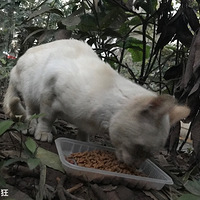 ����èѰ����