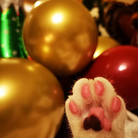 ����������ա�ʥ����èһֻ