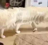 ��˵�ˣ���Ҫ��ȫ��ģʽ����è��