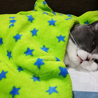 ����������ա�+��������ç��һö