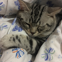 ����ҵ�è�����Ҹ�Ů����