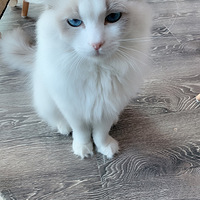 2019����è�й���