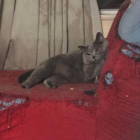 ��è���ɳ��......�����Ƕ��������Ұ�������