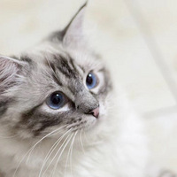���ȳ���´��������ġ���Բ��������ʢ������