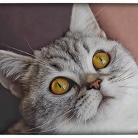 ���Ҽ�Ů���ӿ������ס�