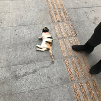 ��Բ�����֣�������ľ���һֻè�����ڸ������˸��ù���