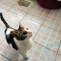 �ɰ���è�ܵ�������