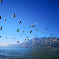 ���ڱ����ĵ�һ���Լ��Ρ���ζ����