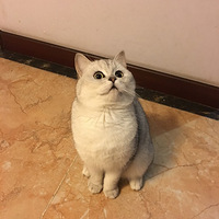 ���˸���Ӣ�̽�����������Ů���У�
