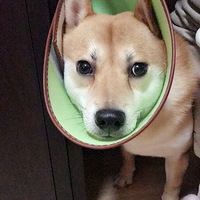����ʽ��衿����һƥ��