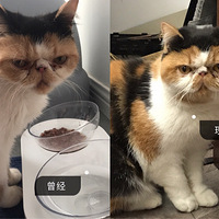 ����ʽ��衿����ֻè����Ϯ�ˡ�