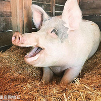 ����һֻ�ử����������