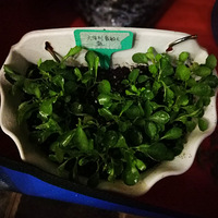 �������ˣ��Ͽ첥���ֻ����������������������ֲ