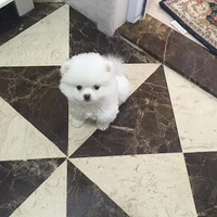����ֵ���������������ˣ��ߵ��Ķ��������ʣ���������Ʒ��