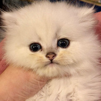 �̲�ס�����ǿ����ҿɰ��Ĵ�β�� ������