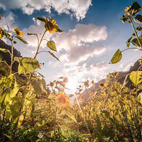 ��Ը�㾡��������ɳ�-��һ������Ӫ