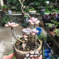 �������⣬����һ��С����