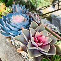 �������������¡���ƽ�㡱��ס������˳�죬������Ȼ��