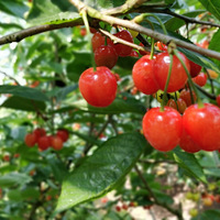 �����˲�ժ�ŵ�2����ȫ��������ӣ�Ҳ�ժ������һ�γԸ���