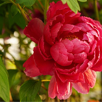 �ҼҴ��ջ�԰��ĵ�����ɫ��ɫ������