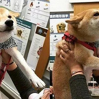 ����С�������´��룬��������ҽ��ǰ�ŵ�ͦʬ����