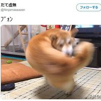 ��Ȯҧβ�͵���Ƭ���ر��죬�ձ����ѵĴ����������׼�����