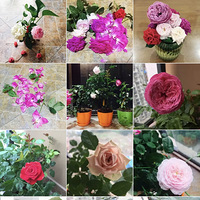 ¼ڣҷСռ+2019̨