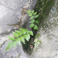 �ö���������û�м����ܽе�������֪����Ч��