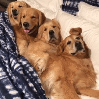 �Ҽҹ���Ϊ�������������ġ���