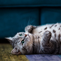 �����ӵ�д�����ʳ�¯��Ϊ���۵�ʢ������������