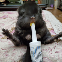 ̰�Ե�С��è
