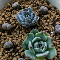 ��ϲ���ı��Ӻ�������������