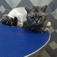 ����ë�����������ӵ�ë�������������ģ��ײ����ޣ�����get��