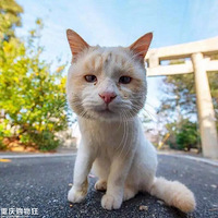 ����һֻè��ͷ�ִ��з����߽�һ������...