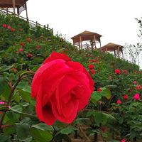 �����ô������Ҳ��͵����ɾ�ɫ������������