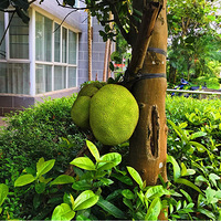 ��������ɪ���ϵķ��ӣ�С����ҵ����ȥ�ɹ��ӡ���������