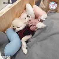 ����Զ�޷���������һ���˯����~