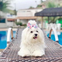 �����գ�����ܻ�����һֻ����