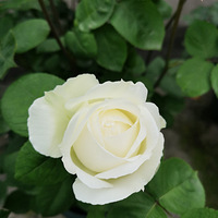 �¼���������ܽ.����֮·